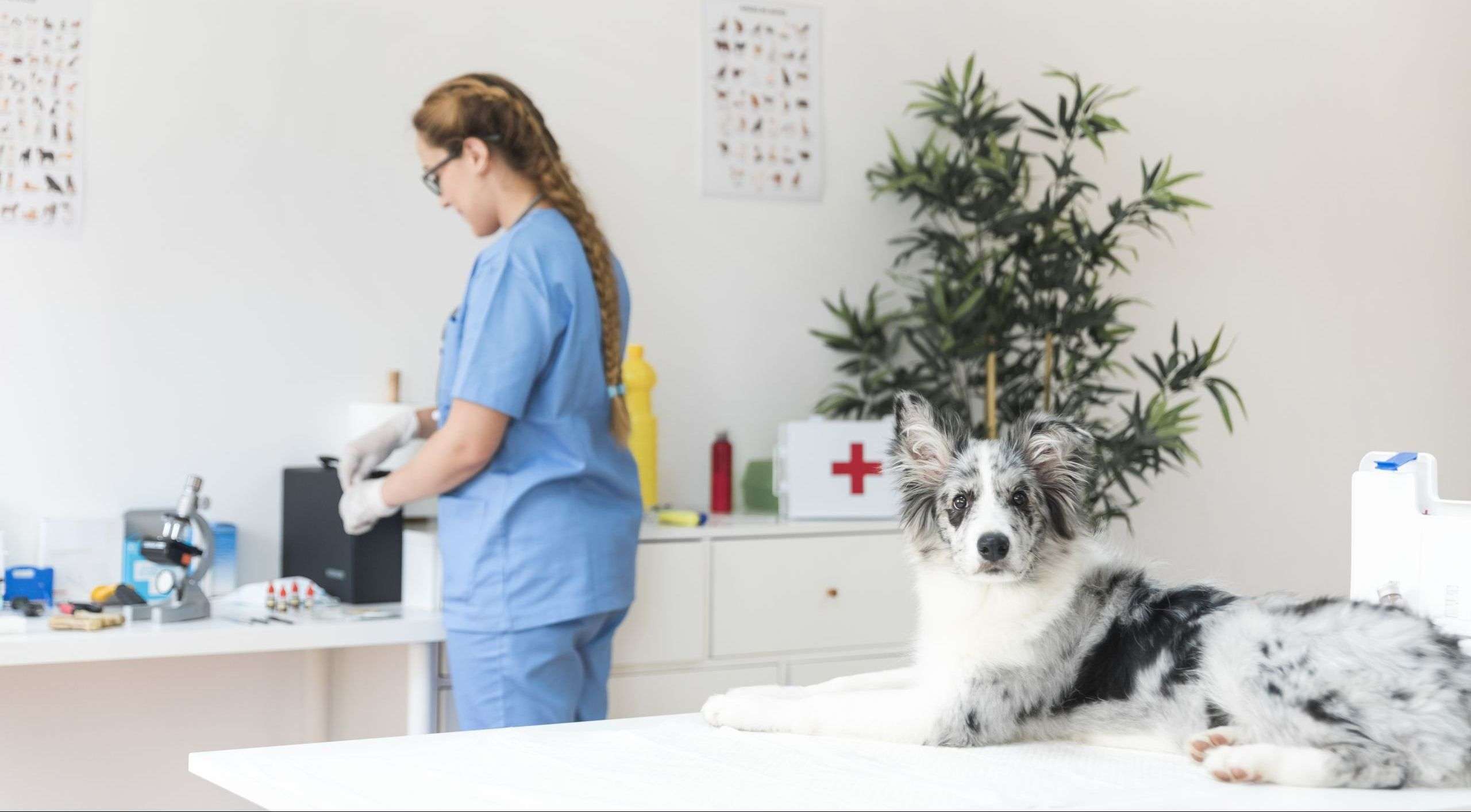 Cómo saber si una clínica veterinaria es rentable